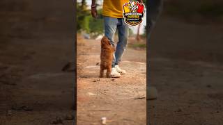 🔥Toy Poodle Puppies 🐶🐾 Bengaluru Puppies ♥️ #shorts #toypoodle