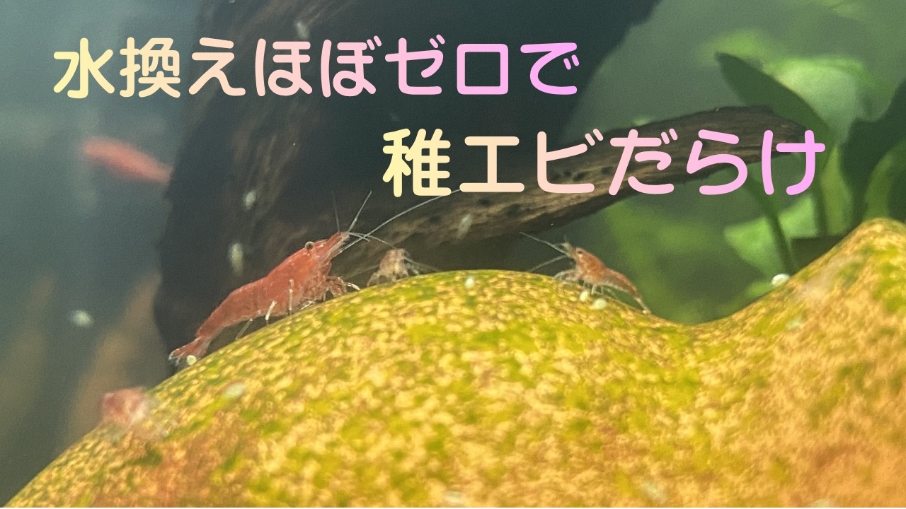 水換えほぼゼロでエビが爆殖した30cm水槽の話 | How My 30cm Tank