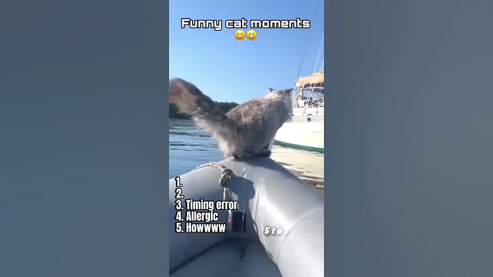 Video 11005841: pets cat funnycats funnycatvideos, funnycats pets catlover cats, kitten pets funnycats catlover, pets funnycats catlover cute, cats pets catlover funny, cat kittens enjoying