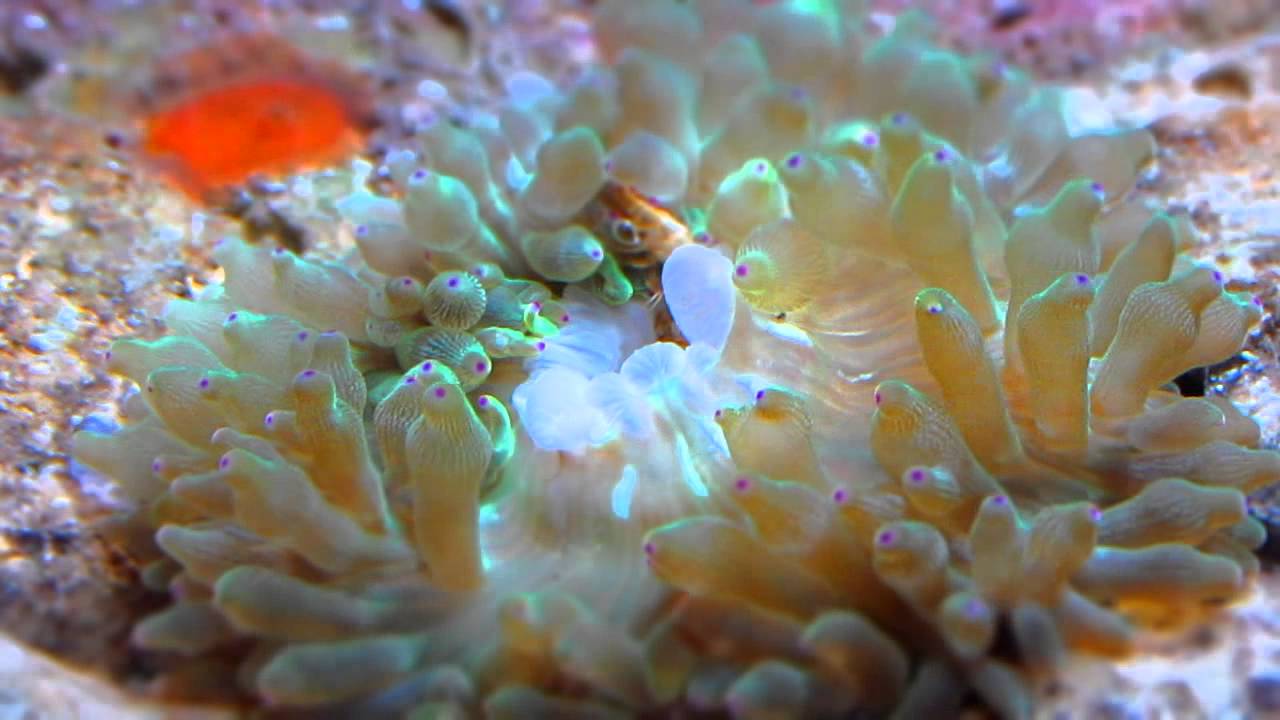 奶咀海葵餵食2 - YouTube