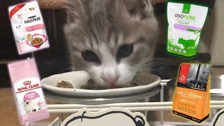 子猫時代に食べてきたキャットフードを徹底解説します！【おすすめフード】