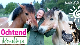 Ochtend routine met de paarden aan huis! | felinehoi