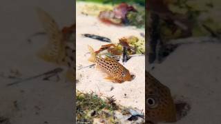 Hoplisoma araguaiaense in the wild