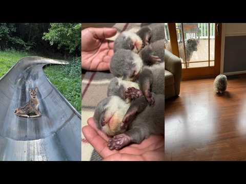A Perilous Rescue#animals #wildliferescue #lovestory #rescue #nature #pets #wildlife #love