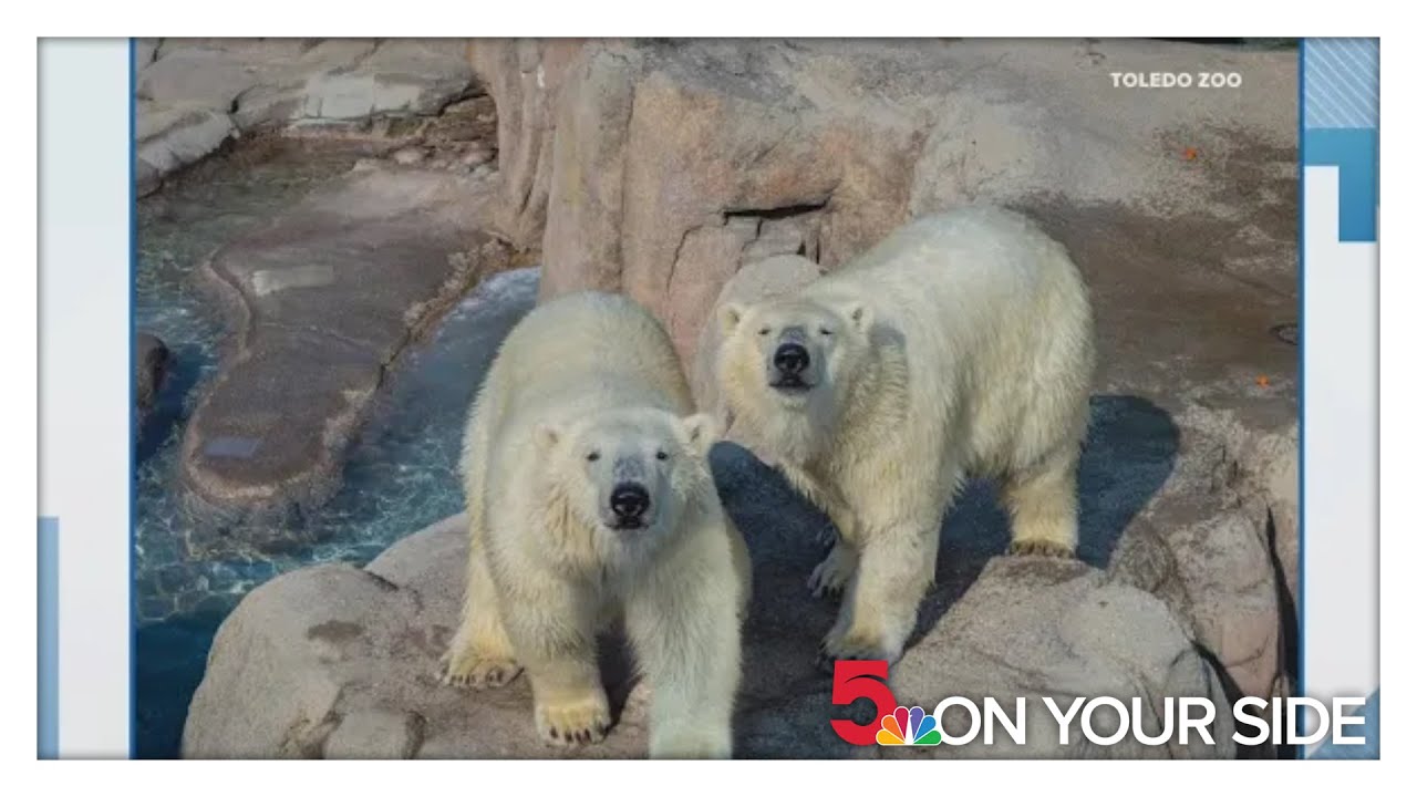 After nearly 10 years, polar bear leaves Saint Louis Zoo in exchange with Toledo Zoo & Aquarium