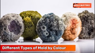 Different Types of Mold by Colour - Mold Busters