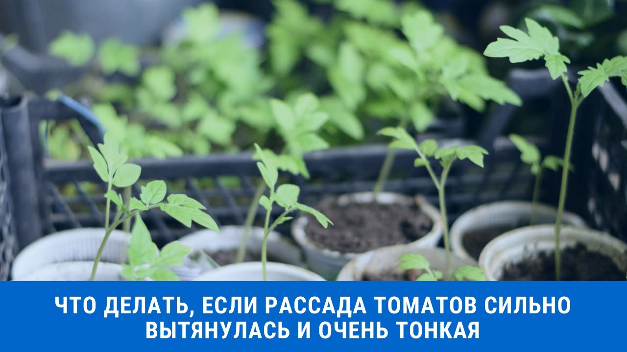 Почему вытягивается рассада помидор на подоконнике. Рассада вытянулась и тонкая. Если рассада вытянулась и тонкая. Сильно вытянулась рассада помидор. Что делать если вытянулась рассада томатов.