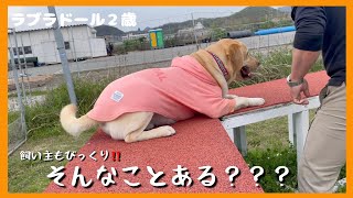 【ラブラドールレトリーバー】ビビりな大型犬　登れないし曲がれない！こんな犬もいるんです by ルパンのしっぽ 1,137 views 1 month ago 8 minutes, 6 seconds