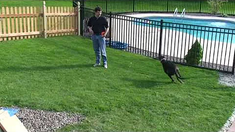 Cofax- The greyhound from Hamburg, NY gets a new fenced yard.....