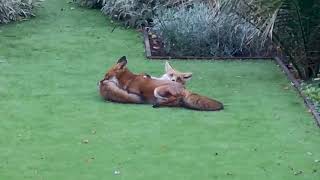 The first video of foxes in my garden - the beginning of Foxes - Raw and Wild screenshot 5