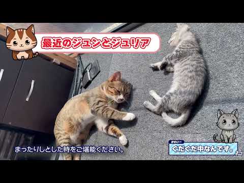 最近のジュンとジュリア
