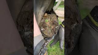 So Much Mud In This Hoof! #Farrier #Asmr #Satisfying #Shorts #Oddlysatisfying #Horse