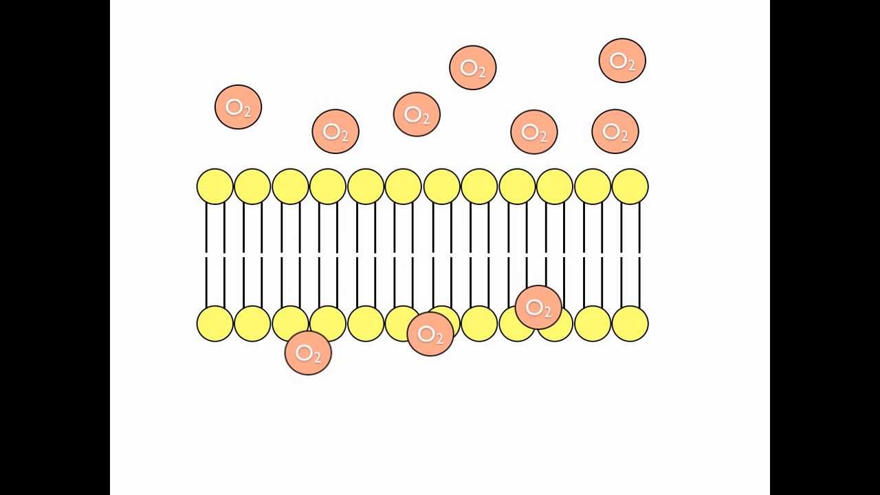 cell diffusion animation