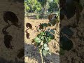 #RosePlant#Newplant#Gardening#Properspacing#Redrose&amp;whiterose#safewater#farming#safenature#shorts