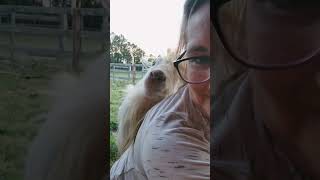 My goat Groucho, giving me the loves