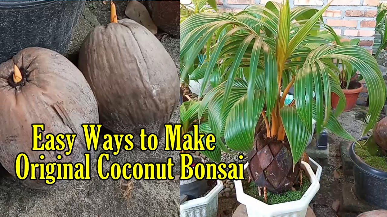 Cara Membuat Bonsai Kelapa Original Dari Awal | Original ...