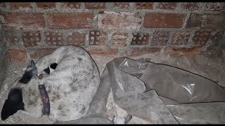 Abandoned  mother dog gave birth to her babies in filthy basement .