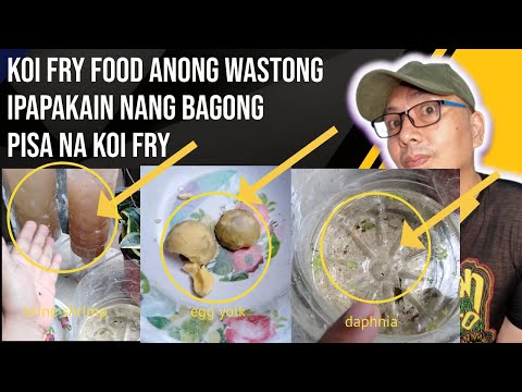Koi Fry Anong wastong ipapakain nang bagong pisa na koi fry