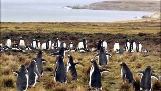 National Anthem Of The Falkland Islands - Song Of The Falklands