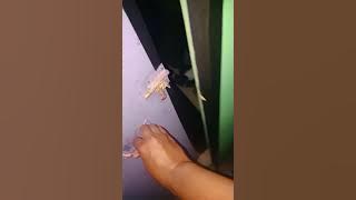 TERCYDUK...!!!  Sorang santri melakukan Hal yang tidak sebenarnya di lakukan, membangunkan temannyaa