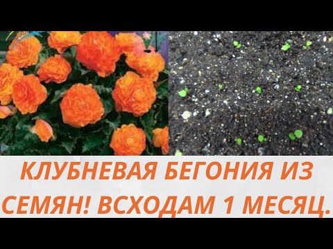 Клубневая бегония из