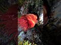 Pferdeaktinie (Actinia equina), auch Purpurrose #freediving #underwater #coldwater #diving #nature