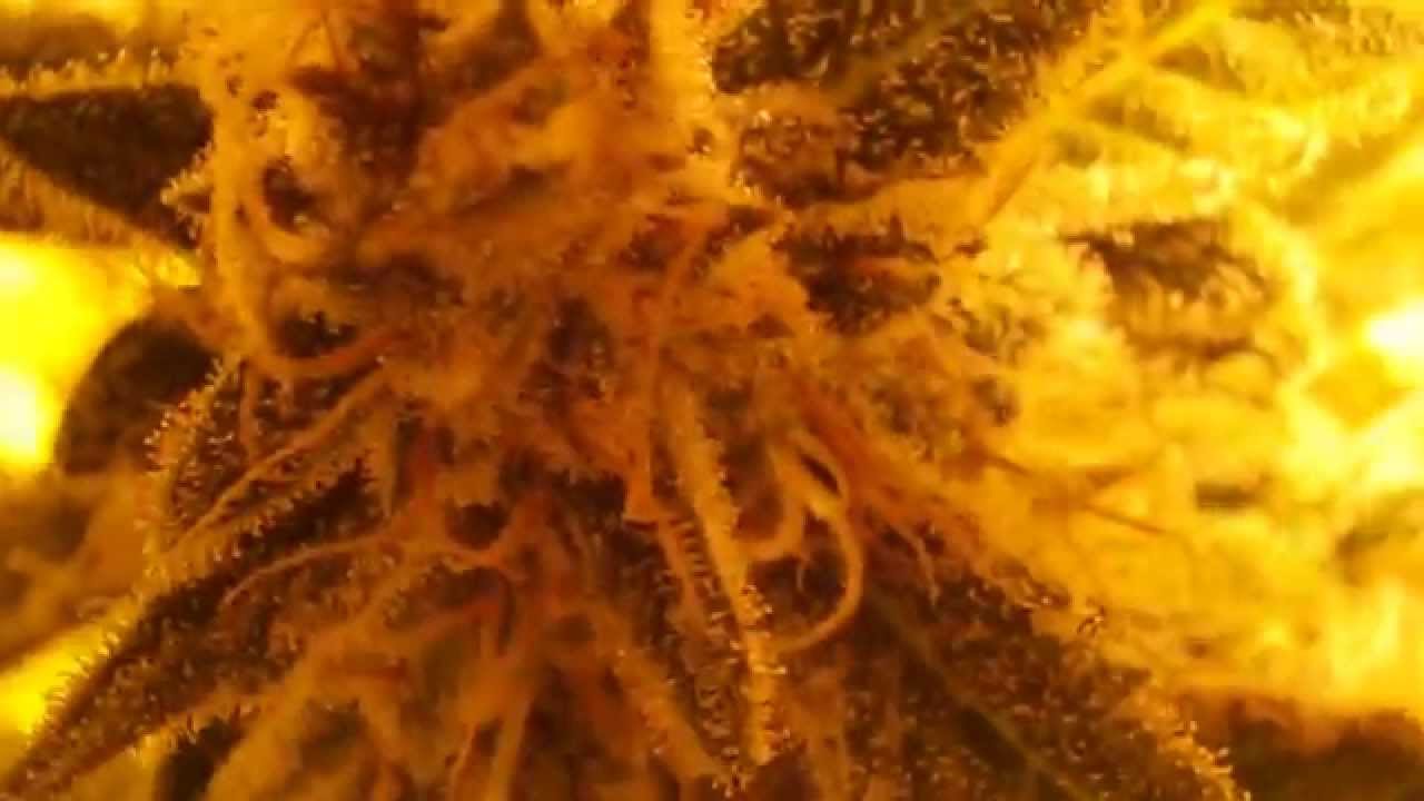 SUPER STICKY MASTER KUSH & KRANGO!!!