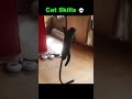 Cat Skills 💀 #cat #catvideos #funny #cute #catskills