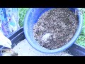 MOUCHE SOLDAT NOIRE : UNE INNOVATION AU SERVICE DE L’AGRICULTURE DURABLE