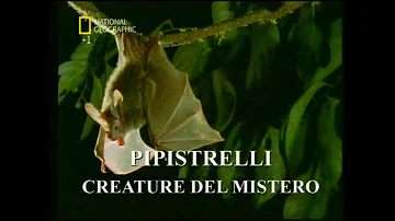 Che cosa fanno i pipistrelli?