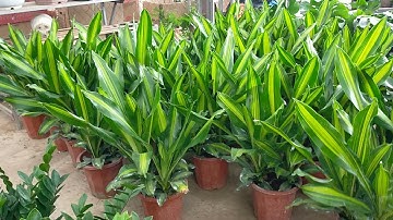 Bán cây thiết mộc lan ngọn 097 797 3535