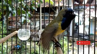 Download Lagu Masteran burung sogon terbaik MP3