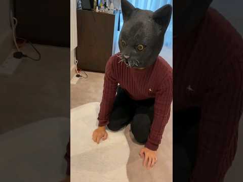 Видео: Почему моя кошка получает шарики?