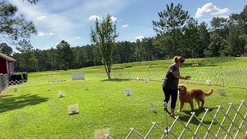 Virtual Rally Novice AKC RNV5