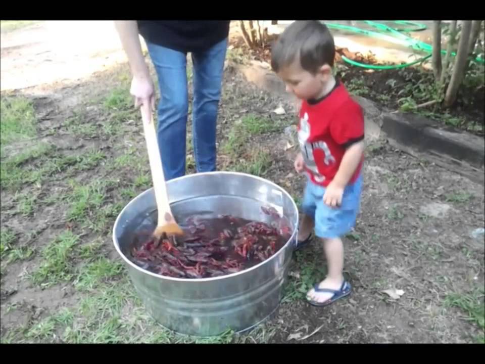 Pierce purging crawfish YouTube