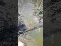 Poti Mass Fish Local Mass Fish No Salani Mass Fish Fishing Mass Fish New Food Reels Trending 