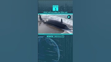 Nhiều xác cá voi dạt vào bờ biển nghi ảnh hưởng của động đất | VTC1