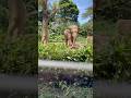 AWAL MASUK TAMAN SAFARI LANGSUNG DISAMBUT GAJAH‼️