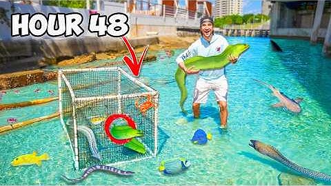 3 Hari Menangkap Belut Moray Eksotis di Batu Kolam Pasang Surut Air Asin