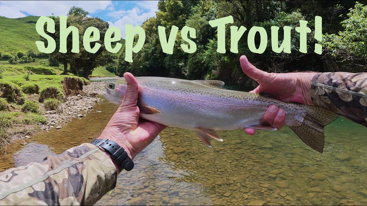 Sheep vs Trout