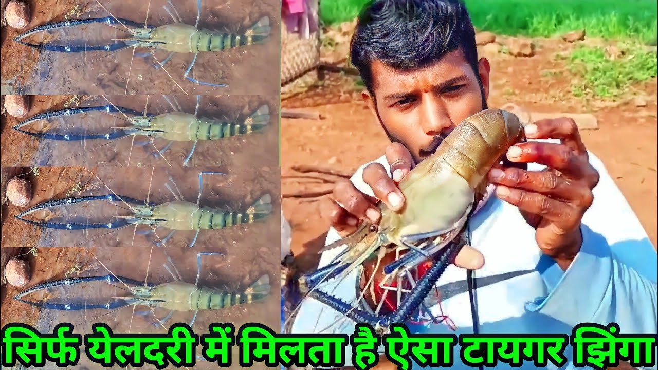 Tiger Jhinga Fishing In Yeldari Dam India