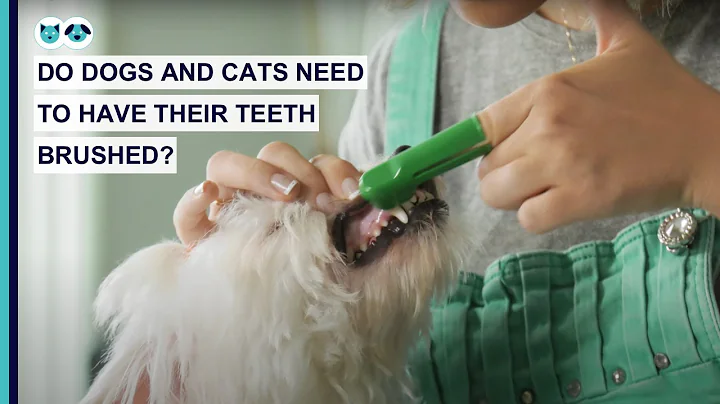 Do Dogs and Cats Need to Have Their Teeth Brushed?...