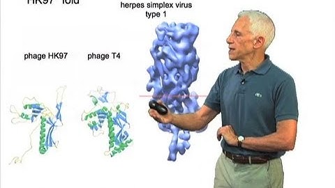HK97 fold - Stephen Harrison (Harvard/HHMI)