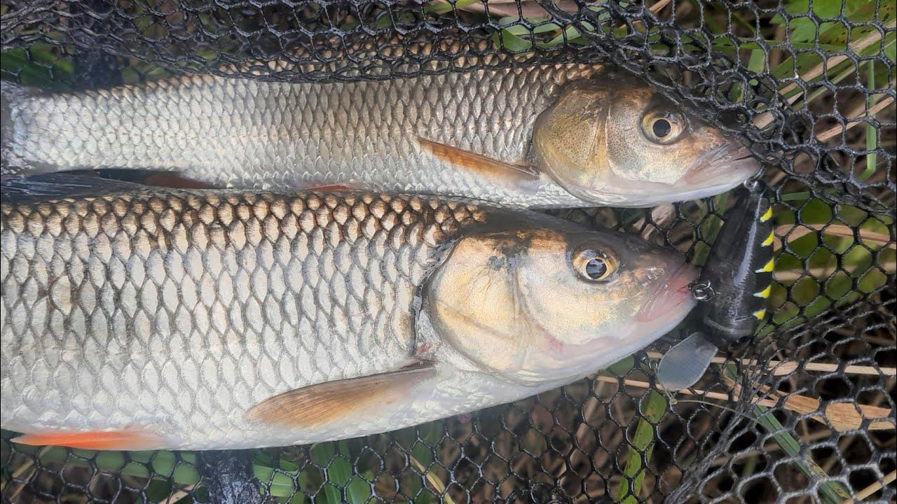 Река Нишава кефали пъстърва и талибани в гората - YouTube