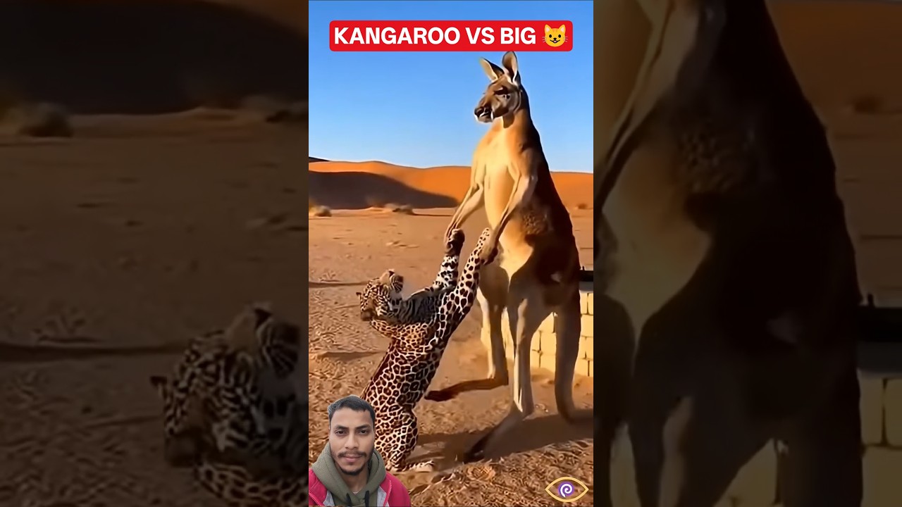 Kangaroo’s Powerful Kick Forces a Big Cat to Retreat! 🦘🔥