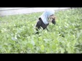 ولاد الأرض السمرة 