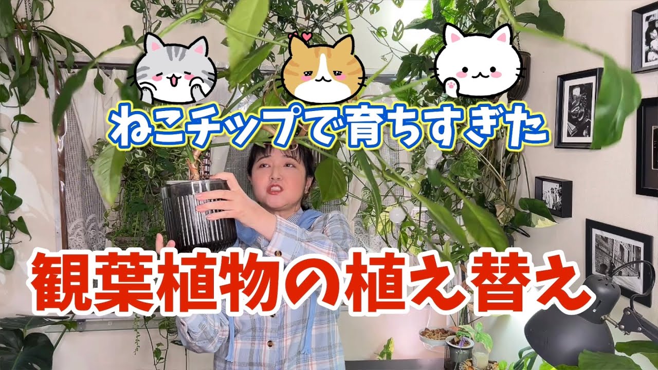 びっくり！ねこチップで育ちすぎた観葉植物の植え替え #観葉植物 #houseplants #ねこチップ #アロイド 
