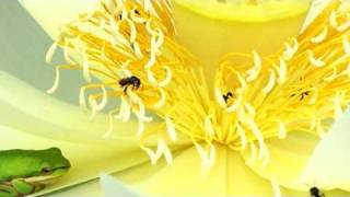 Lotus Flower Frogs Native Bees Pollination