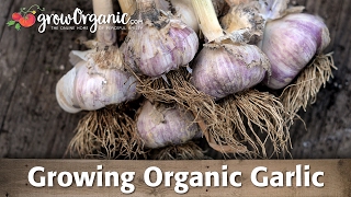 Learn how to plant, care for, and harvest gourmet garlic from your own
garden! browse the complete selection of seed at
https://www.groworganic.com/co...
