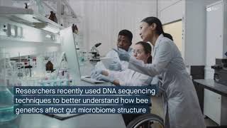 Honey bee genetics shape the bee gut microbiota at the strain level